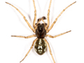 Pachygnatha degeeri
